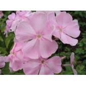 Флокс Phlox Ксения